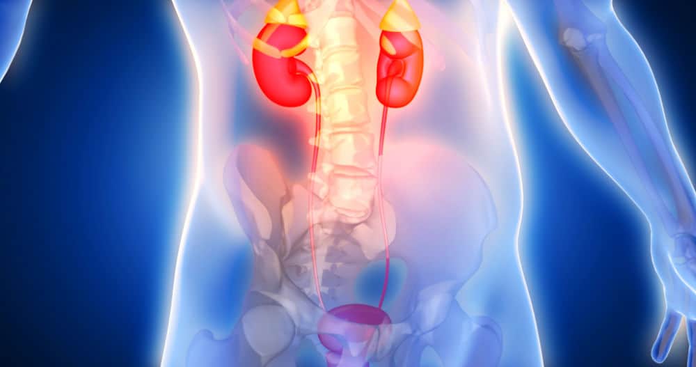 Kidney scan