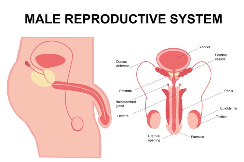 Male reproduction system and human testes Male reproduction system and human testes