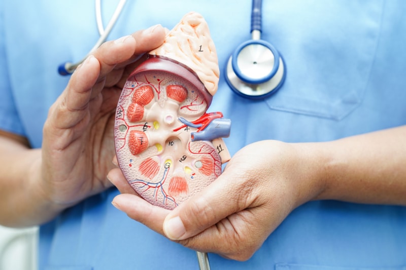 What is the function of the Kidney UUD What is the function of the Kidney UUD