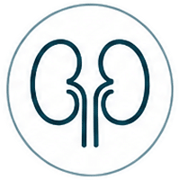 Kidneys